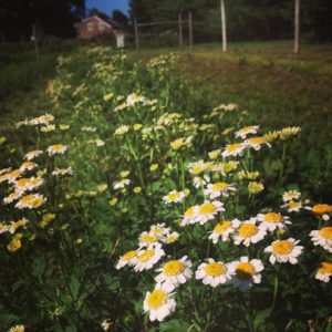 Feverfew