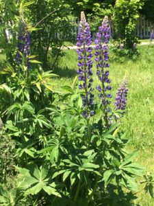 Lupine